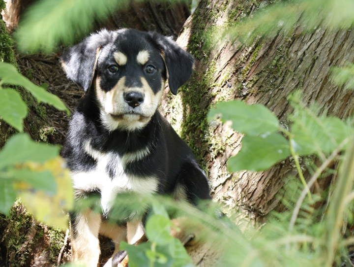 chinook dog